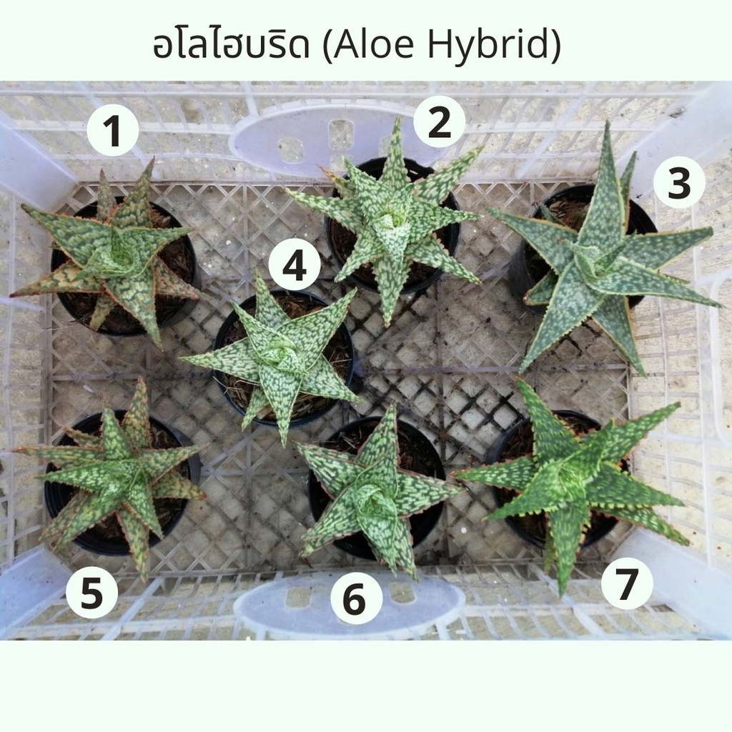 อโลไฮบริด Aloe Hybrid ว่านหางจระเข้แคระไฮบริด ว่ไม้อวบน้ำ ไม้ตกแต่ง จัดส่งพร้อมกระถาง 3 นิ้ว ด่วนสินค้ามีจำกัด