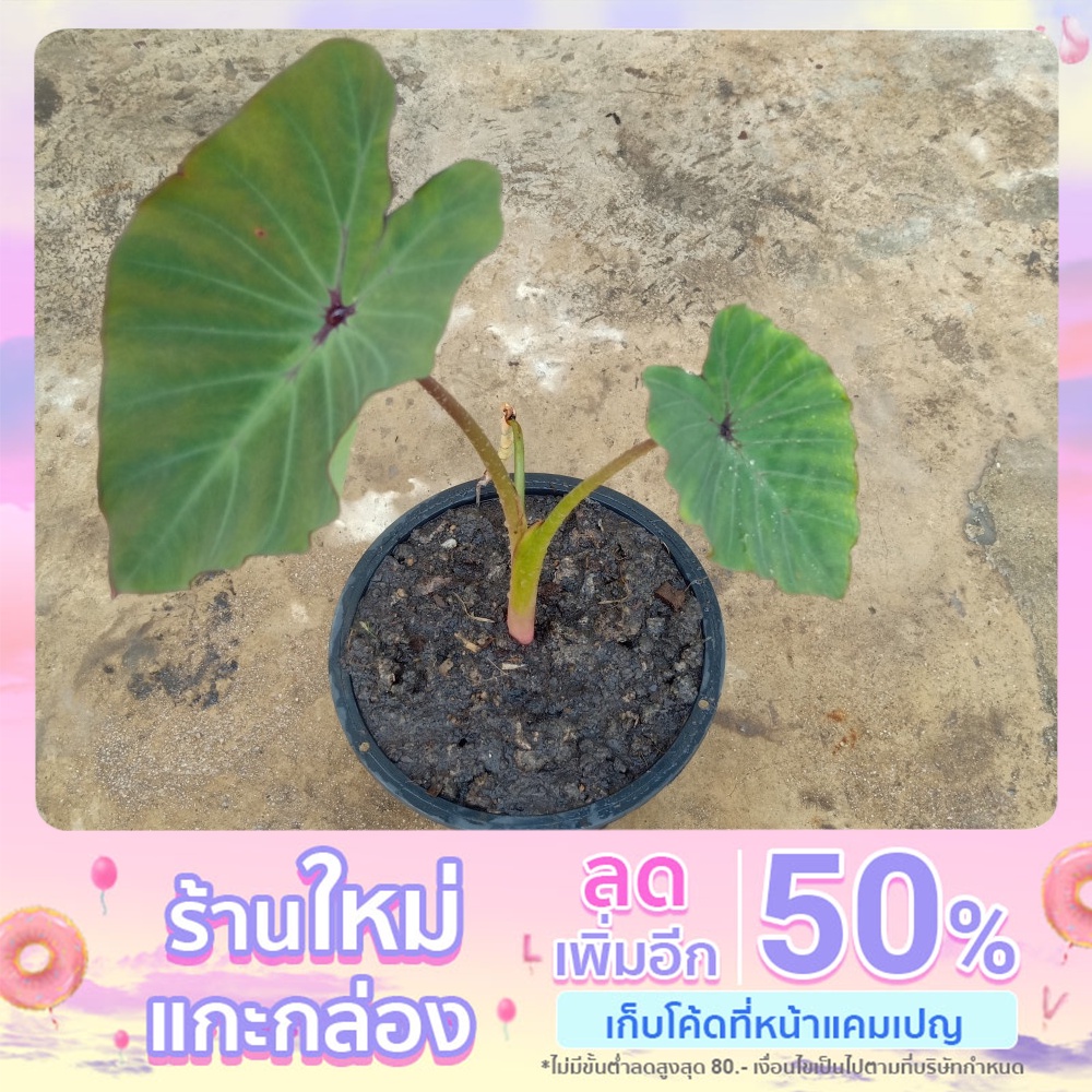 ต้น Colocasia Dark widow สีเขียวกระดูกดำใบเท่าฝ่ามือ