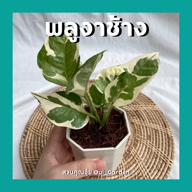 ต้นพลูงาช้าง พลูด่างอินเดีย ใบด่างทรงหัวใจ ต้นไม้ฟอกอากาศ มีกระถางให้เลือกหลายแบบ