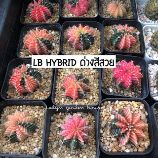 ‼️♥️LB Hybrid ด่างสีสวย แรร์ไอเทม ของมันต้องมี ถ่ายจากของจริงที่ร้าน(เลือกได้ค่ะ) ขนาด 4 cm สีด่างสวยไม่แต่งรูป ถ่ายสด 💓