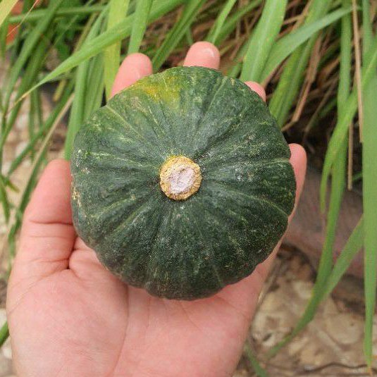 ฟักทองญี่ปุ่นจิ๋ว🎯ถูกที่สุด10บ.📌เมล็ดฟักทองญี่ปุ่นจิ๋ว 2 - 20 เมล็ด🪴งอกง่าย โตไว☘️6-8 ลูกโลก🌱ทานอร่อย