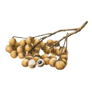 ซิลพิน ลำไยล้านนา - SILPIN : LANNA LONGAN SYRUP