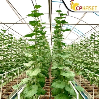 พลาสติกคลุมโรงเรือน Greenhouse ของแท้ PE กว้าง 5-8 ม. หนา100-200ไมครอน กันUV7% อายุ3-5ปี ขายเป็นเมตร