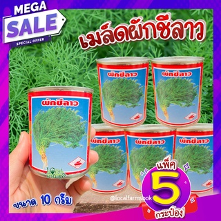 ผักชีลาว แพ็ค 5 กระป๋อง🍃 เมล็ดผักชีลาว 10 กรัม เมล็ดผักสวนครัว เมล็ดผัก เมล็ดพันธุ์ผัก