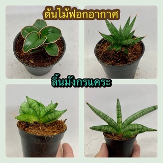 🌵🌵ลิ้นมังกรแคระ 4 ชนิด รุ่นไซส์มินิ กระถาง 2.5 นิ้ว  “ต้นไม้ฟอกอากาศ”🌵🌵