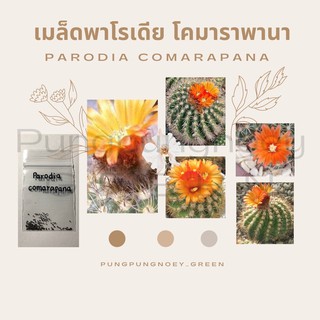 เมล็ดกระบองเพชร เมล็ดแคคตัส เมล็ด Parodia comarapana 50 เมล็ด