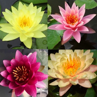 100 เมล็ด เมล็ดบัว คละสี นำเข้า บัวนอก สายพันธุ์เมล็ดบัว Waterlily Nymphaea Seeds