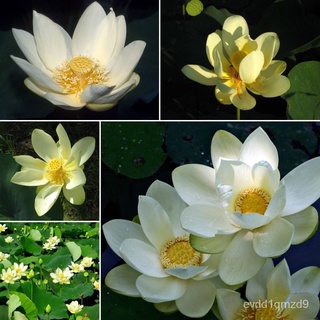 Amerikanische Lotosblume Nelumbo lutea seeds Lotus seeds garden decoration plant 10pcs F90芹菜/生菜/手链/母婴/香菜/seeds/内裤/帽子/文胸/