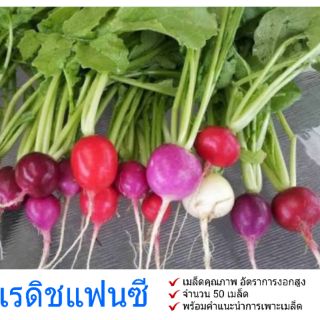 เมล็ดพันธุ์ เรดิช แฟนซี Radish เมล็ด พร้อมคำแนะนำการเพาะเมล็ด อัตราการงอกสูง50 เมล็ด (ไม่ใช่พืชที่มีชีวิต)