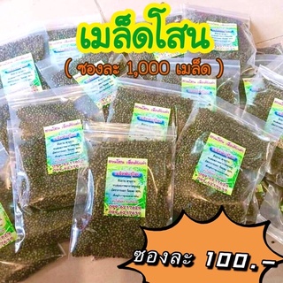 เมล็ดดอกโสนพันธุ์ใหญ่ของแท้มีรีวิว