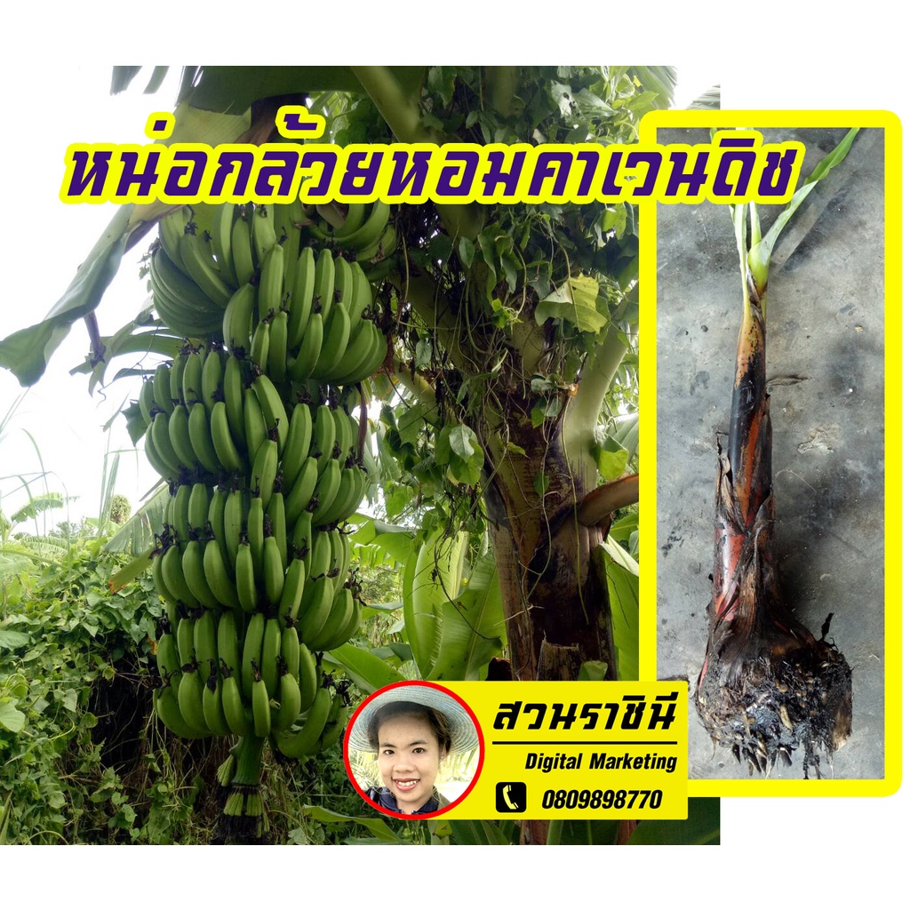 (ดกมาก)หน่อกล้วยหอมคาเวนดิช กล้วยหอมส่งออก(2 หน่อ)กล้วยหอมหวีใหญ่ ดก 10กว่าหวี กล้วยหอมคาเวนดิช กล้วยหอม กล้วยส่งขายห้าง