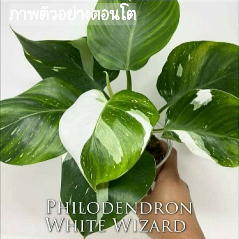 พ่อมดขาว(philodendron white wizard)