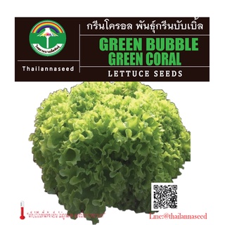 เมล็ดพันธุ์ผักสลัด กรีนโครอล พันธุ์กรีนบับเบิ้ล ขนาด 0.5 กรัม ( เมล็ดเปลือย )