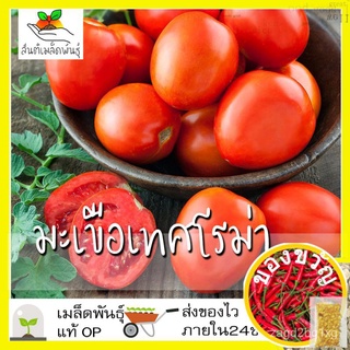 เมล็ดพันธุ์ มะเขือเทศ โรม่า 50 เมล็ด Roma Tomato Seed เมล็ดพันธุ์แท้ นำเข้าจากต่างประเทศ ปลูกผัก สวนครัว โตไว ปลูกง่ายZi