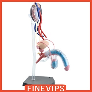 [finevipsMY] 1:2 Male reproductive system 4D Anatomy Study Education Model 25 Parts DICY