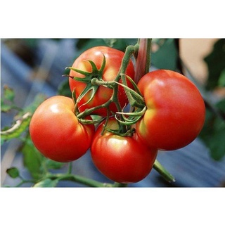 Fast Shipping Ready Stock Malaysia Vegetables Seed Tomato Seeds/Red Yellow Tomato seedกระถางดอกไม้มะเขือเทศ/มุกสีเหลือง黑