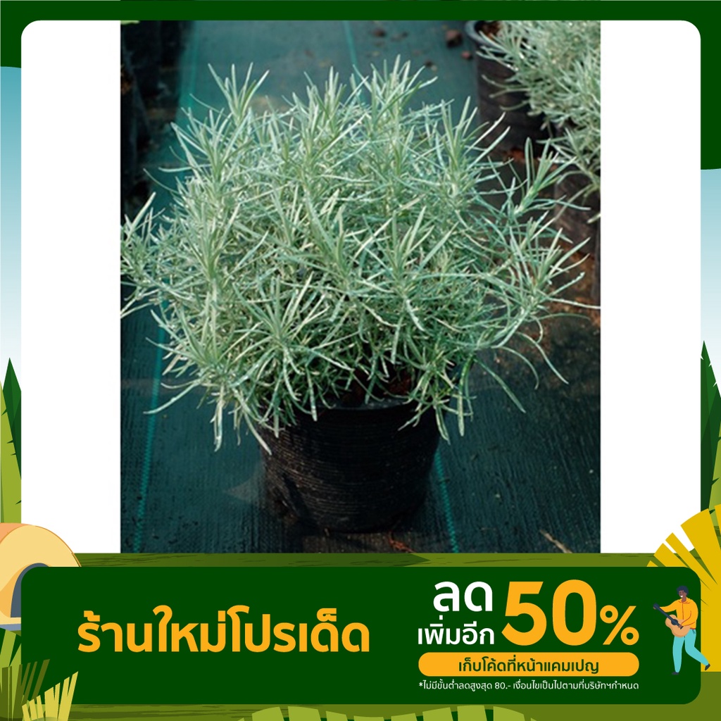 Curry Plant ต้นคูลลิ่ง โรสแมรี่สีขาว สมุนไพรฝรั่ง Helichrysum italicum (เฮลิไครซัม อิทัลลิคัม) กระถาง8นิ้ว