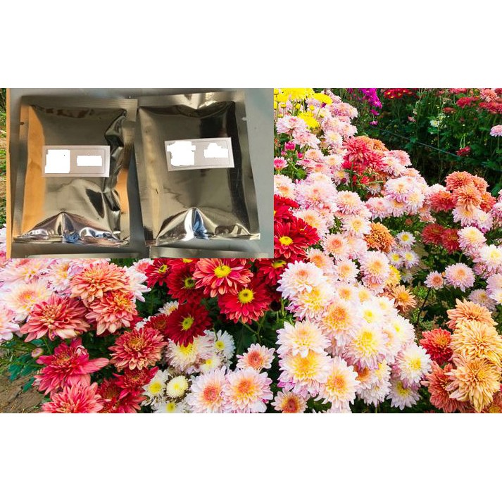 (ซื้อ 3 ซองแถม 1)เมล็ดพันธุ์ดอกเบญจมาศคละสี จำนวน 1200 เม็ด/  ซอง ปลูกประดับ บ้านรีสอร์ท สถานที่ท่องเที่ยว