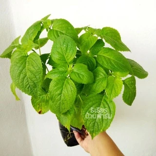 🌱ต้นยี่หร่า🌱ต้นกระเพราควาย🌱(ปลูกด้วยวิธีปลอดสารพิษ)กลิ่นหอมมากๆ ในถุงดำขนาด 6 นิ้วพร้อมปลูก