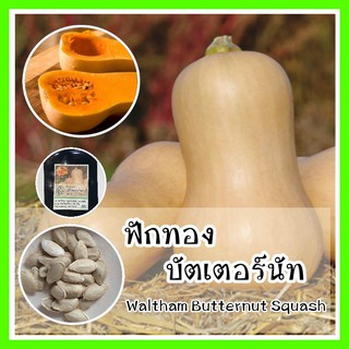 พร้อมส่ง ❗ รหัส 097 เมล็ดพันธุ์OP แท้  เมล็ดฟักทอง บัตเตอร์นัท - Waltham Butternut Squash เมล็ดพันธุ์ผัก เมล็ดดอกไม้ ผัก