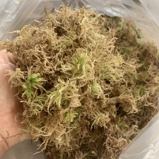 🔥สแฟ็กนั่ม มอส (Sphagnum moss) 100 กรัม
