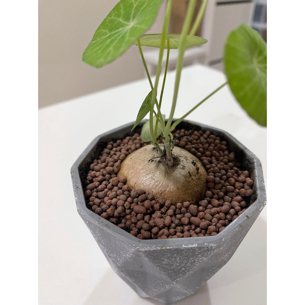 ป๊อปเปอร์ดินเผา เม็ดเล็ก(ไซส์ S) สำหรับคลุมดินเก็บความชื้นให้ต้นไม้ 1ถุง ขนาด1ลิตร ผลิตจากดินเหนียวธรรมชาติ - รูปที่ 6