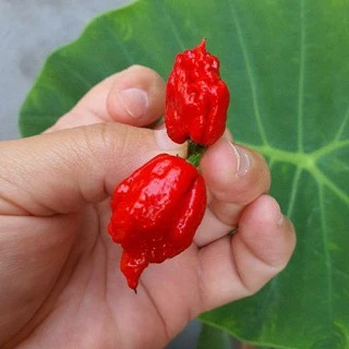พริกเผ็ดดดดดดที่สุดในโลก!!📌ถูกที่สุด19 บ.📌5-10 เมล็ด 🌶carolina reaper👉 ☘️ปลูกง่าย ขึ้นไว เผ็ดที่สุด