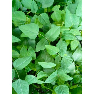 ต้นกล้า ถั่วพูสีเขียว   พร้อมปลูก กล้าละ 10บาท ซื้อ 10แถม2 เ…