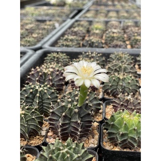 ยิมโนคาไลเซียม ไม้เมล็ด Gymnocalycium แคคตัส กระบองเพชร