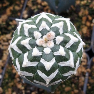 Astrophytum v type 10เมล็ด.-99