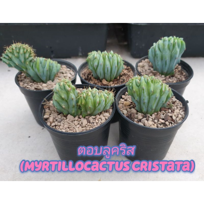 ตอบลูคริส (Myrtillocactus Cristata)