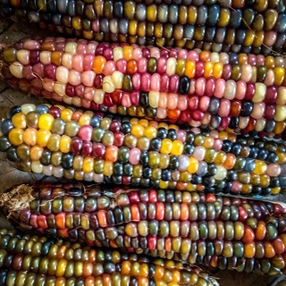 แคปซูล Rainbow Corn Seeds Vegetable Plants Seed เมล็ดพันธุ์ผัก ดินปลูกผัก （นี่มันเมล็ดพืช ไม่ใช่พืช!）