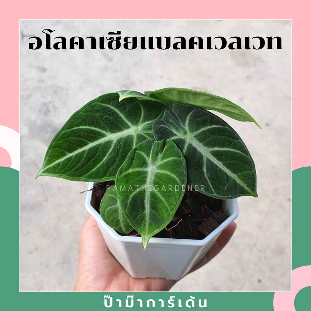 ต้น อโลคาเซีย แบลคเวลเวท นินจา กระถาง 4 นิ้ว