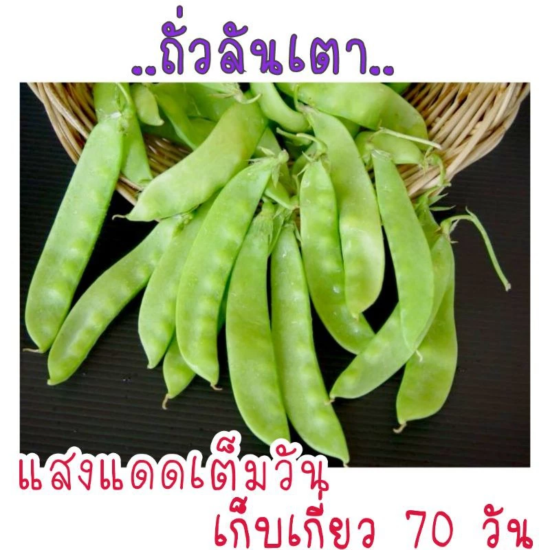 เมล็ดพันธุ์ ถั่วลันเตา 10 เมล็ด