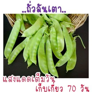เมล็ดพันธุ์ ถั่วลันเตา 10 เมล็ด