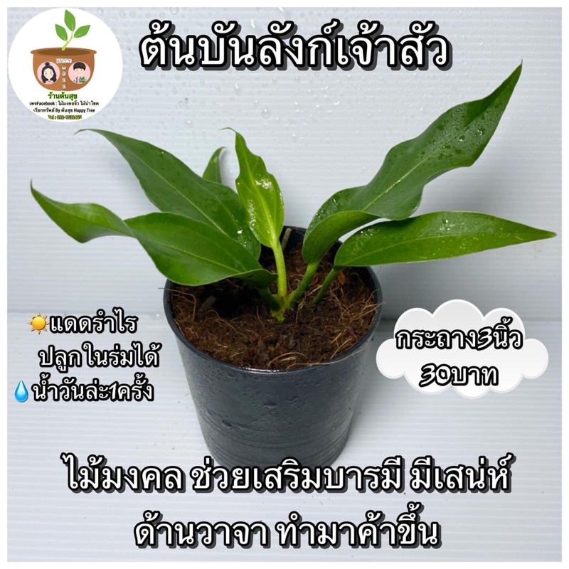 ต้นบังลังเจ้าสัว กระถาง 4 นิ้ว จัดส่ง 2 ต้นขึ้นไป คละแบบได้