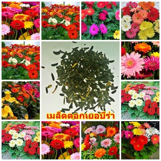 ขายส่ง 100 เมล็ดพันธุ์เยอบีร่า คละสี ดอกเยบีร่า Gerbera ต้นเยอบีร่า ไม้ดอกไม้ประดับ เมล็ดพันธุ์นำเข้า ของขวัญ