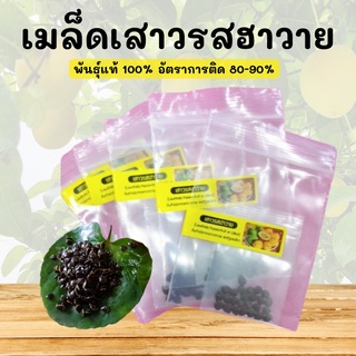 เมล็ดเสาวรสฮาวาย 10 เมล็ด คัดเมล็ดจากผลแท้ อัตราติดสูง เมล็ดใหม่สดจากสวนโดยตรง