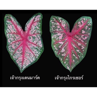 เจ้ากรุงไกรเซอร์/เดนมาร์ก วัวแดง ช้างเผือกใบบัว