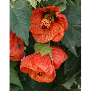 ชบาโคม Ablution Hybridum Bellevue Maple 20 เมล็ด นำเข้าอังกฤษ