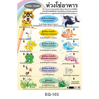 โปสเตอร์ ห่วงโซ่อาหาร #EQ-103 โปสเตอร์กระดาษอาร์ตมัน สื่อการเรียนการสอน สื่อการเรียนรู้