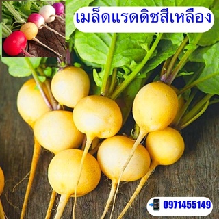 แรดิชสีเหลืองทอง  golden helios  radish  สายพันธุ์ F1 บรรจุ : 800 เมล็ด