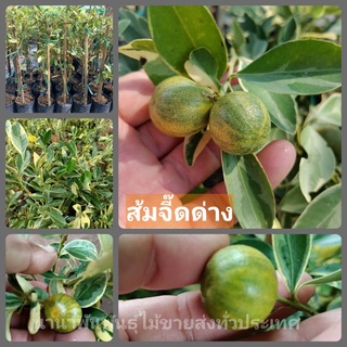 🍊#ส้มจี๊ดด่าง ส้มมงคลเหมาะแก่การปลูกยิ่ง