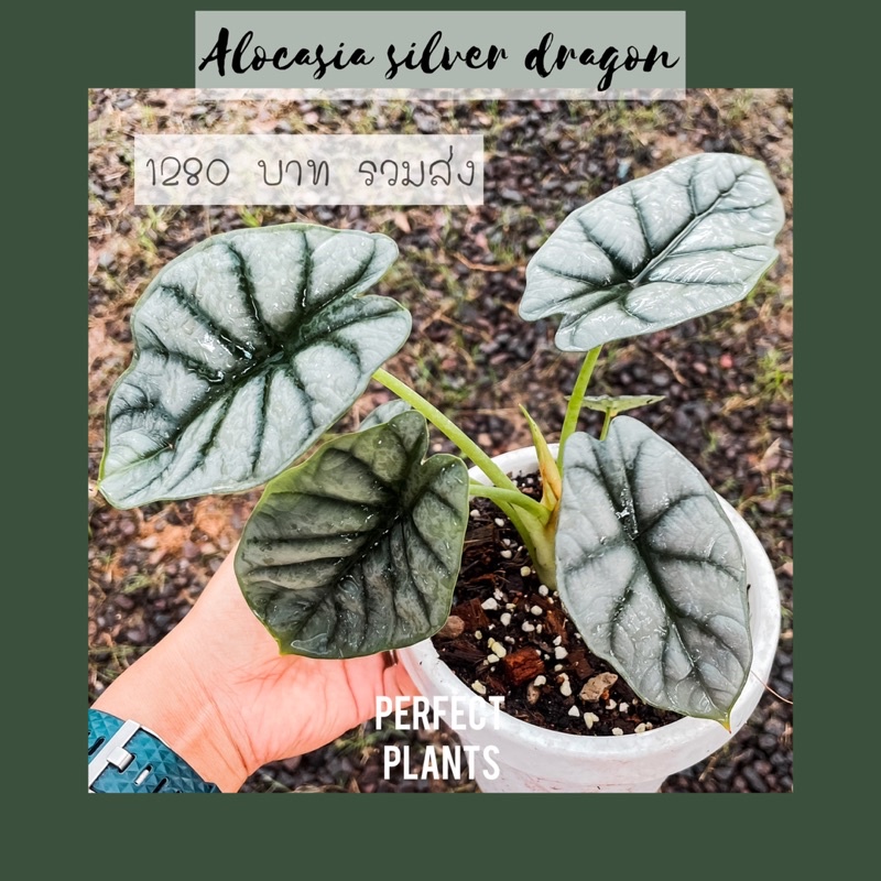 Alocasia silver dragon ส่งฟรี