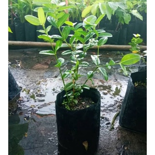 มะนาวโห่ 25-30 ซม. ต้นมะนาวโห่ มะม่วงหาวมะนาวโห่