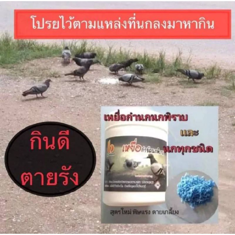 เหยื่อกำจัดนกพิราบนกกระจิบนกกระจอกสูตรใหม่พร้อมขนาดใหญ่กว่าเดิม1กระปุก100กรัม ราคา ถูกที่สุด ดีลบีเคเค รูปภาพหลัก
