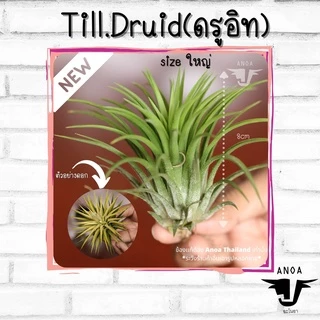 *สินค้าขายดี* Tillandsia ทิลแลนเซีย สับปะรดสี 6 สายพันธุ์ เกรด Premium