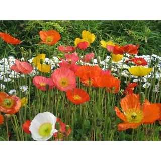🌹🌸🥀เมล็ดดอกป็อปปี้โอเรียนเต็ล คละสี - Oriental Poppy Flower Mix