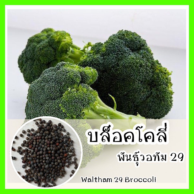พร้อมส่ง รหัส 083 เมล็ดพันธุ์แท้ OP แท้ บล็อคโคลี่ พันธุ์วอทัม29 ปลูกง่าย - Waltham29 Broccoli เมล็ดบล็อคโคลี่