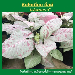 syngonium milk confetti มิลล์คอนเฟตติ  ต้นไม้ฟอกอากาศ  ต้นไม้ประดับยอดนิยม ส่งพร้อมกระถาง